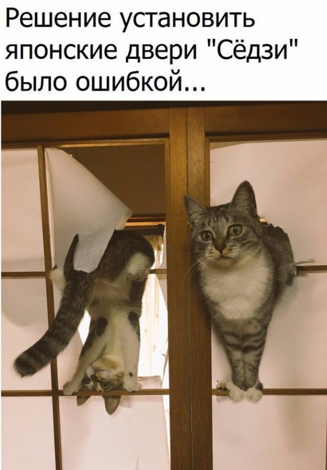 Коты и Кошки