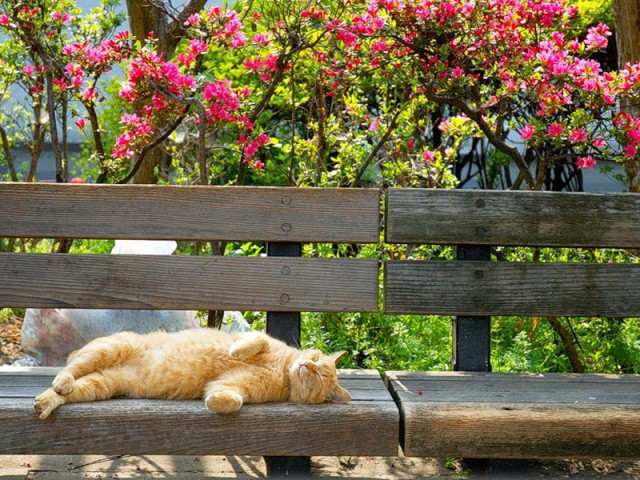 Коты и Кошки