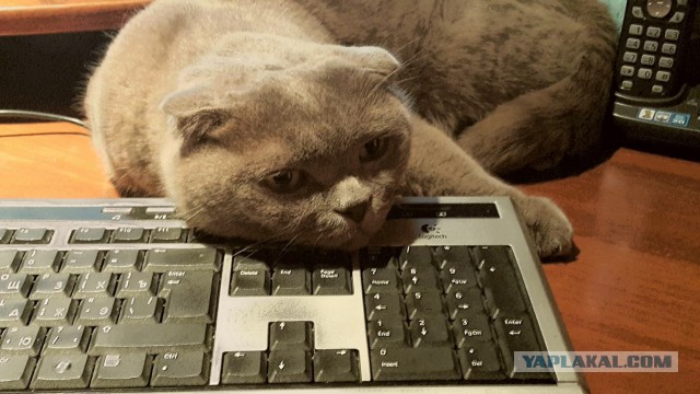 Котовторник 30.05.2017