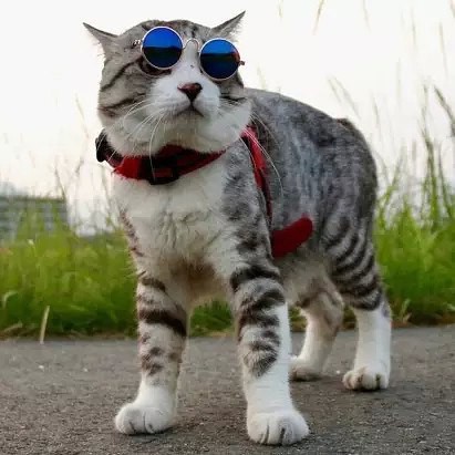 100 картинок для поднятия настроения!