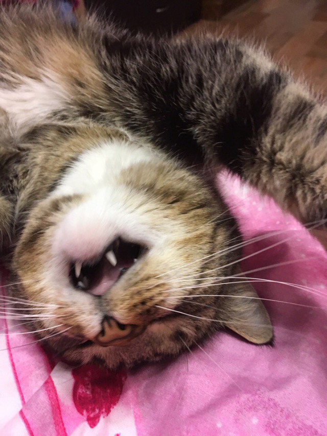 Коты и Кошки