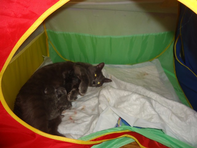 Коты и Кошки