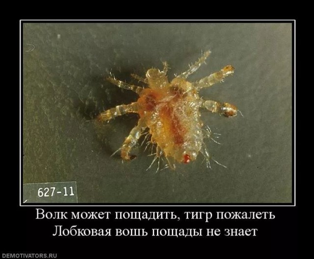 Ведущая оголилась в прямом эфире, подумав, что у нее в трусах паук