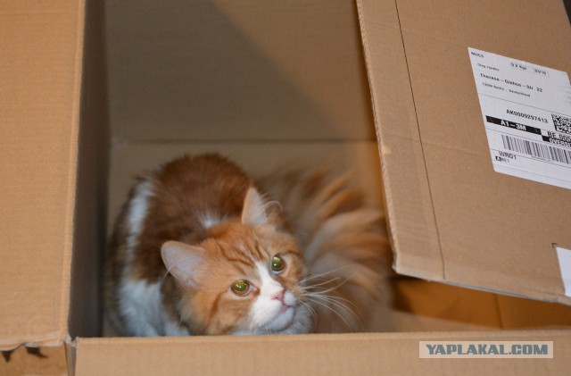 Кошка Шрёдингера.