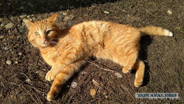 Котовторник 22.05.2018