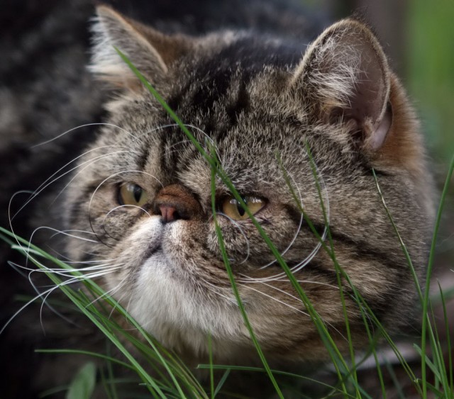 Прикольные коты на среду! ОЧЕНЬ МНОГО! Часть 2