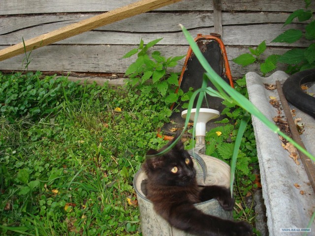 Уррааа! Котовторник на ЯПлакалъ!