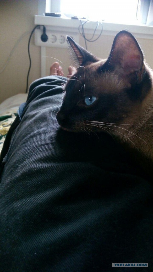 Котовторник 24.07.2018