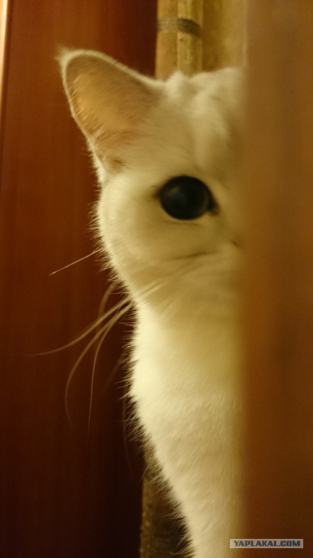 Котовторник 07.08.2018