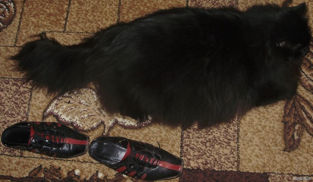 Мега кот (2 фото)