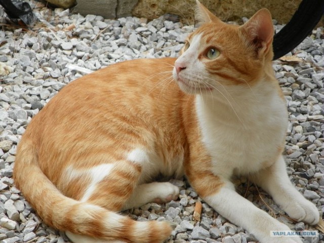 Котовторник начался