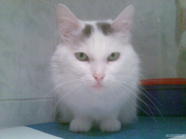 Котейкин вторник! Космический 12.04!