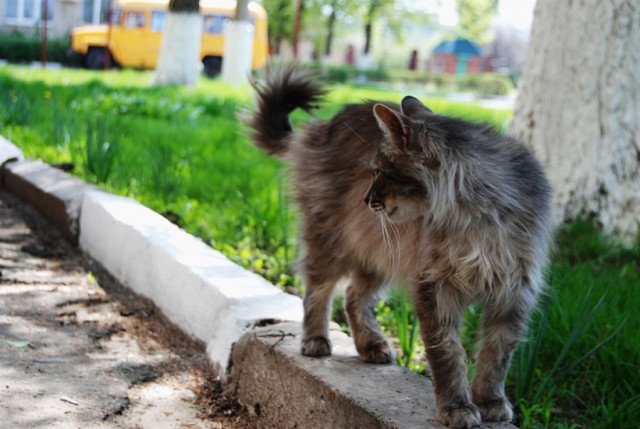 Начинаем котовторник!