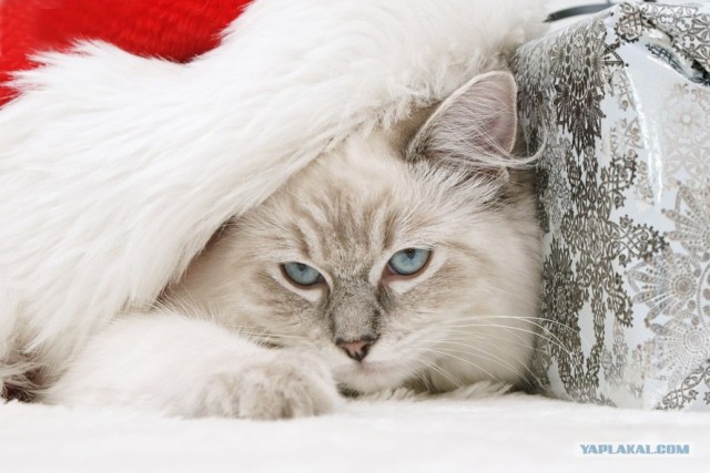 Котовторник объявляется открытым!