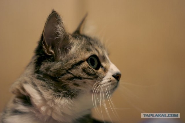 Первый котовторник июля