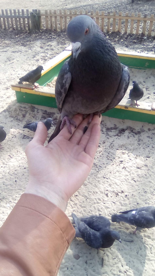 Живность из сети