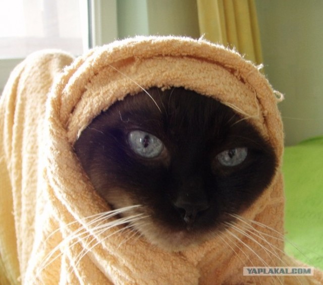 Котовторник с Кузей