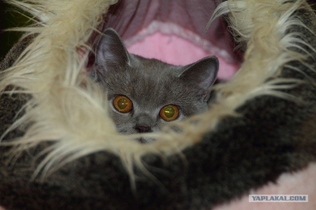С котовторником !