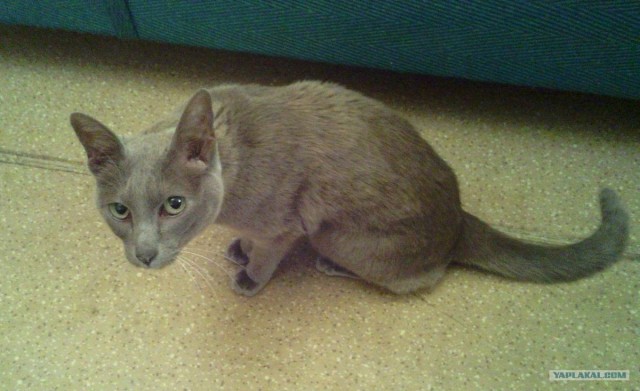 Первый КОТОВТОРНИК 2012