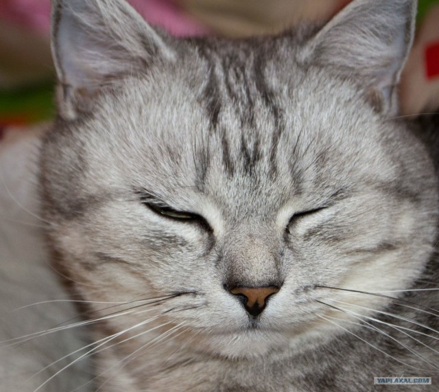 Котовторник 24.04.2012