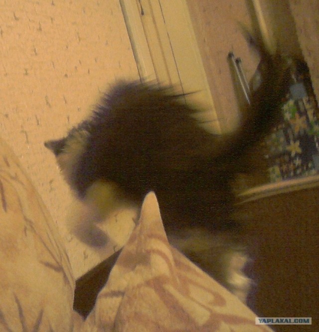 Котовторник 29.05.2012