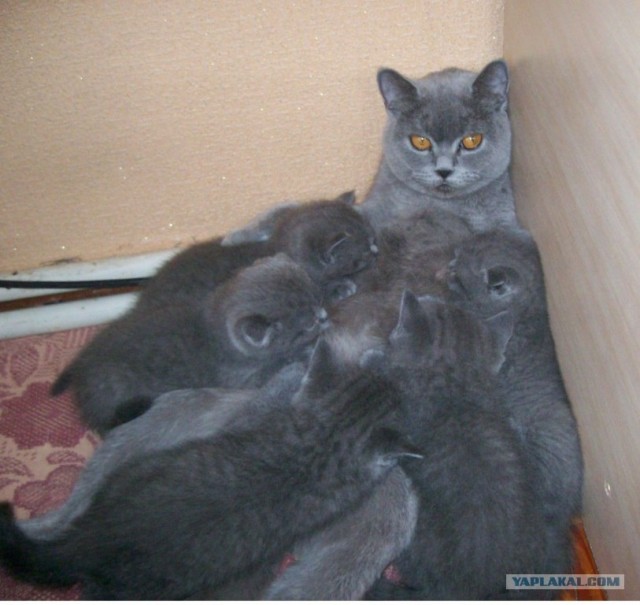 Котовторник 03 07 2012