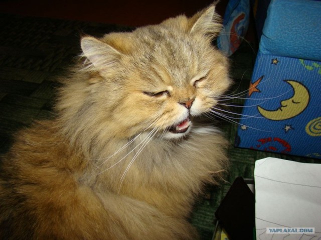 Котовторник 29.01.2013