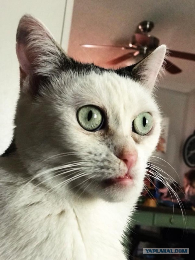 С Днём кошки!