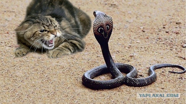 Кошка перегрызла кабель и принесла "замену"