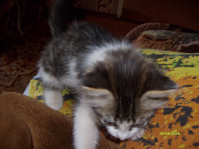 Котобелочка