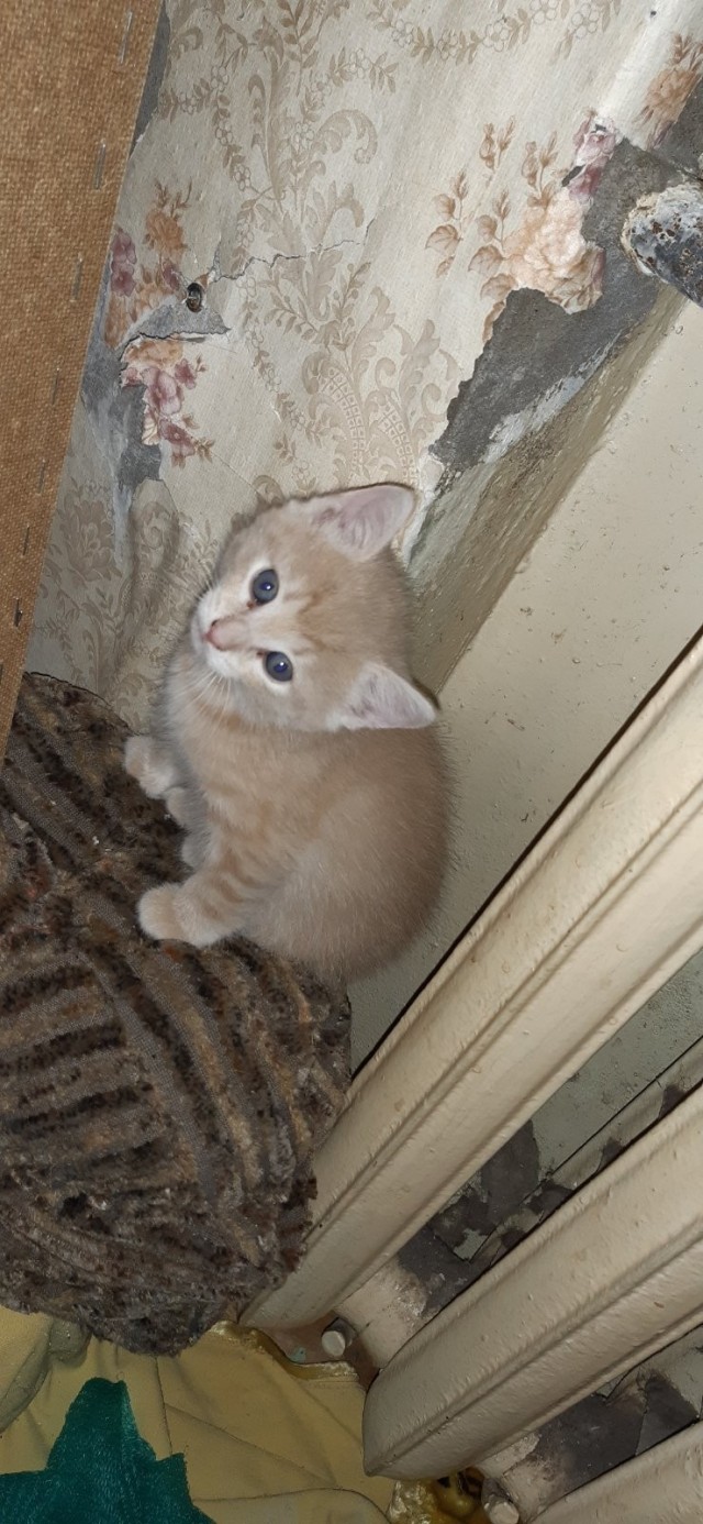 Забавные фото котеек