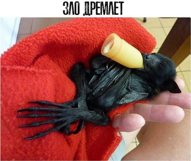 Пара-пара-пам! Фьють. Картинки с надписями