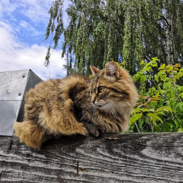 Живность из сети
