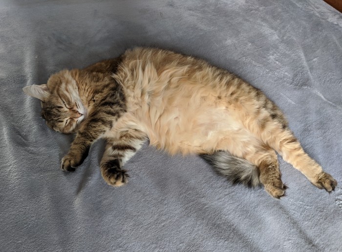 Котовторник 03.03.2020