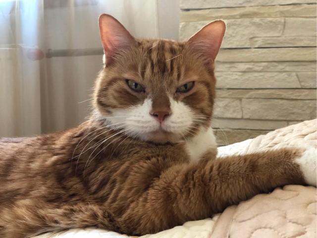 Коты, которые нас порадовали!