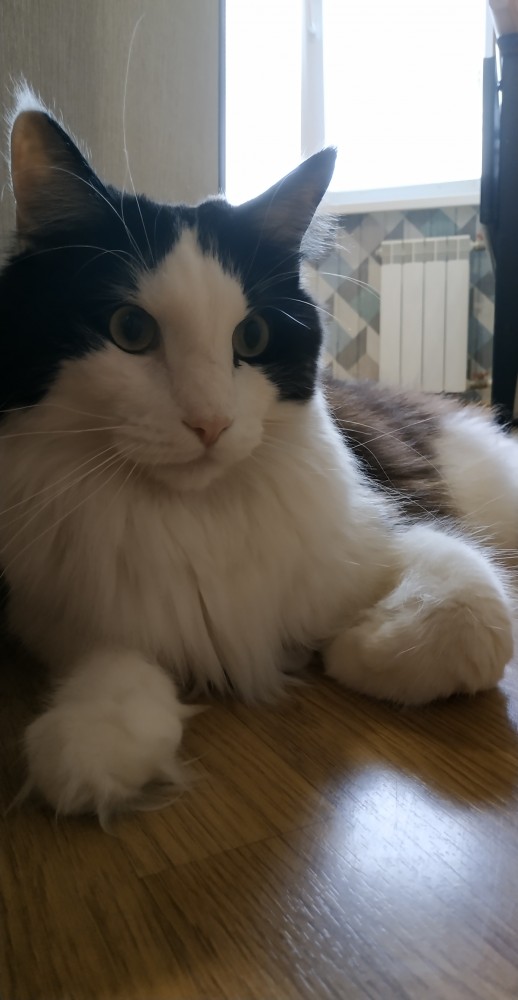 Котовторник