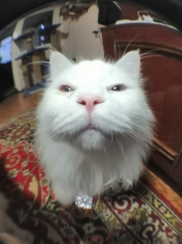 Котовторнику быть!