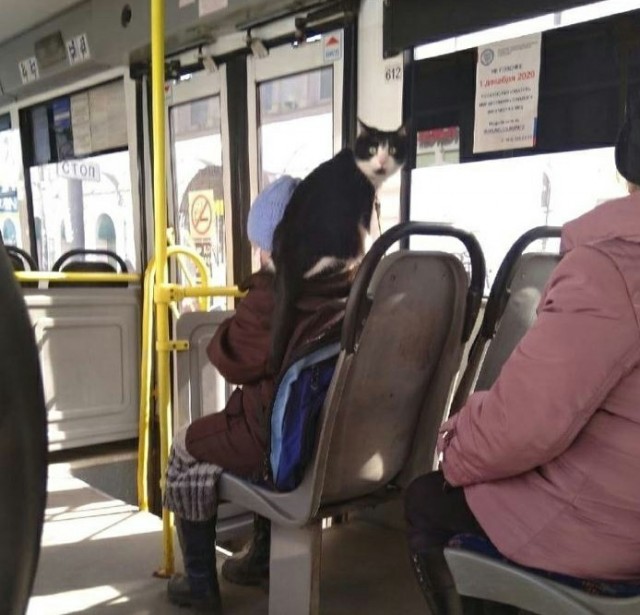 Котовторник же!