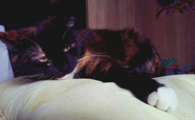 Кошки , кошечки, котяры 14.03.21