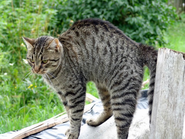 Коты в США - 2
