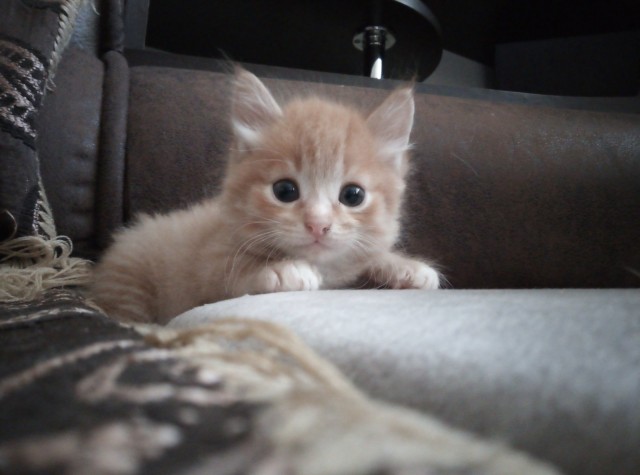 Котовторник (свои добавляем)