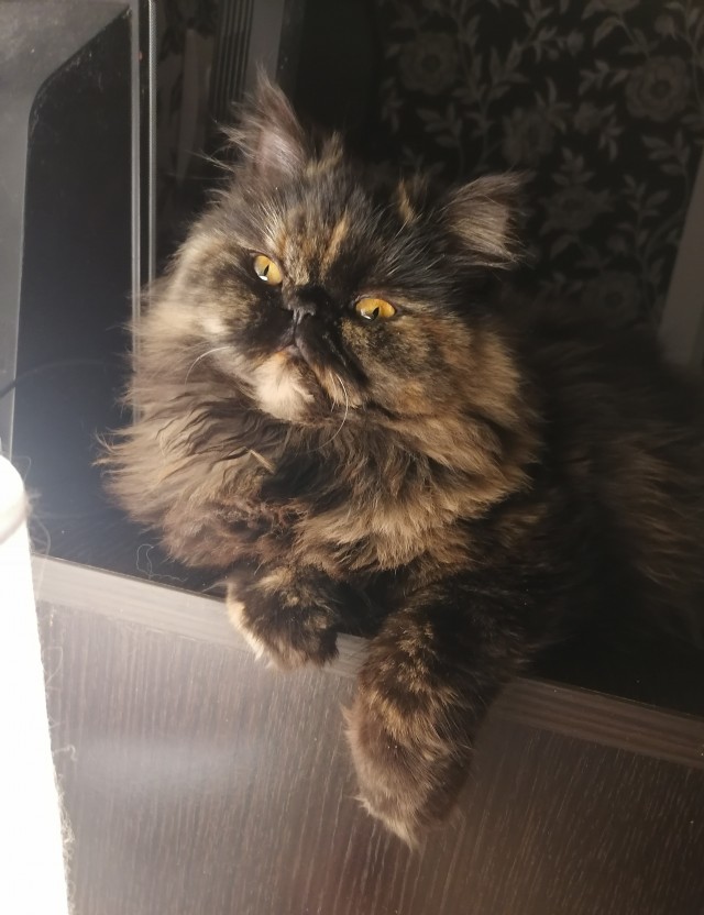 Котовторник 21.12.21