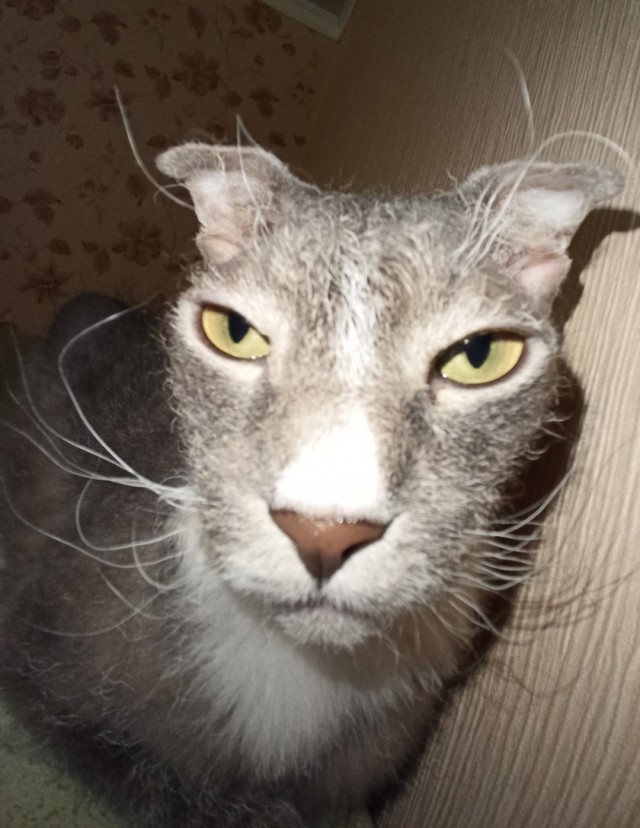 Первый котовторник 2022
