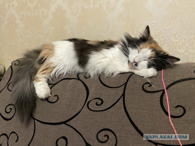 Котовторник 25.01.22