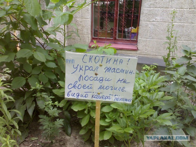 Цветы в подъезде.