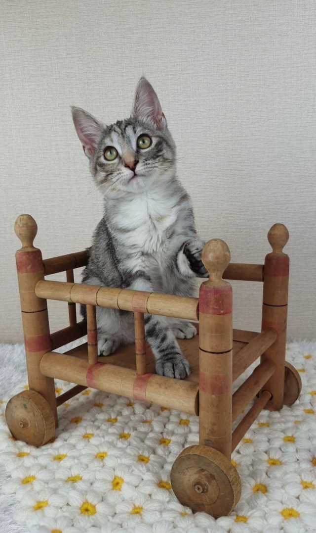 Я понимаю, что не котовторник.