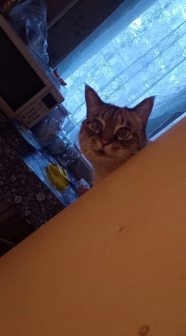 Начинаем котовторник.
