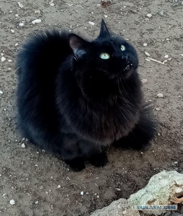 Коточетверг!