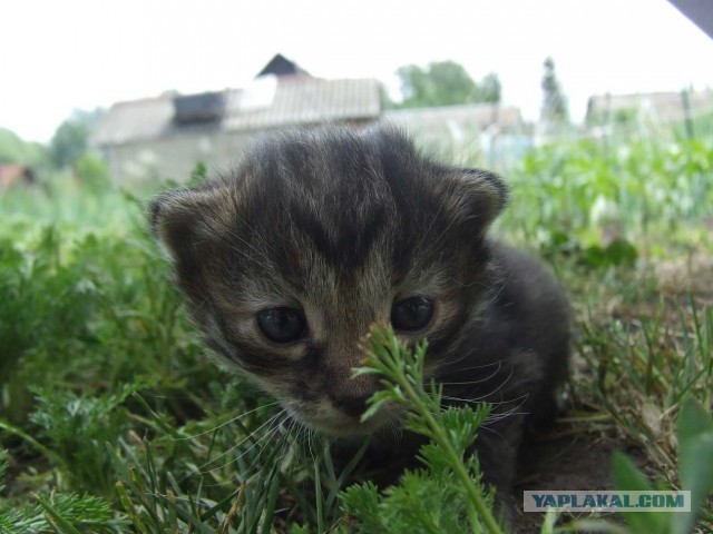 Котовторник 26.03.2013