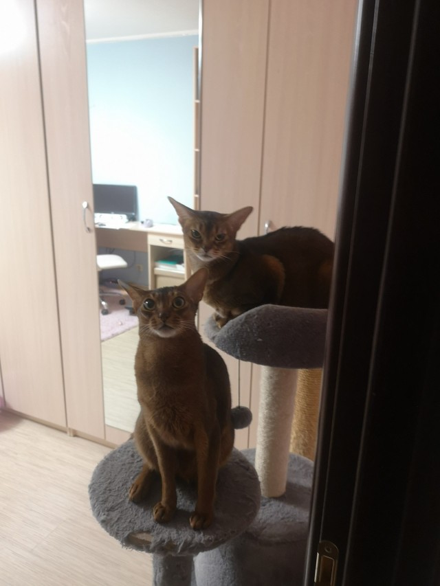 Котовторнику посвящается